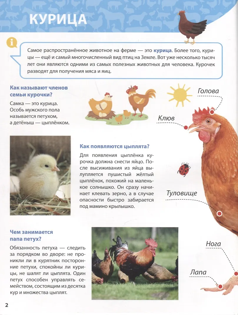 Как понять что курица готова. Как понять что курица готова