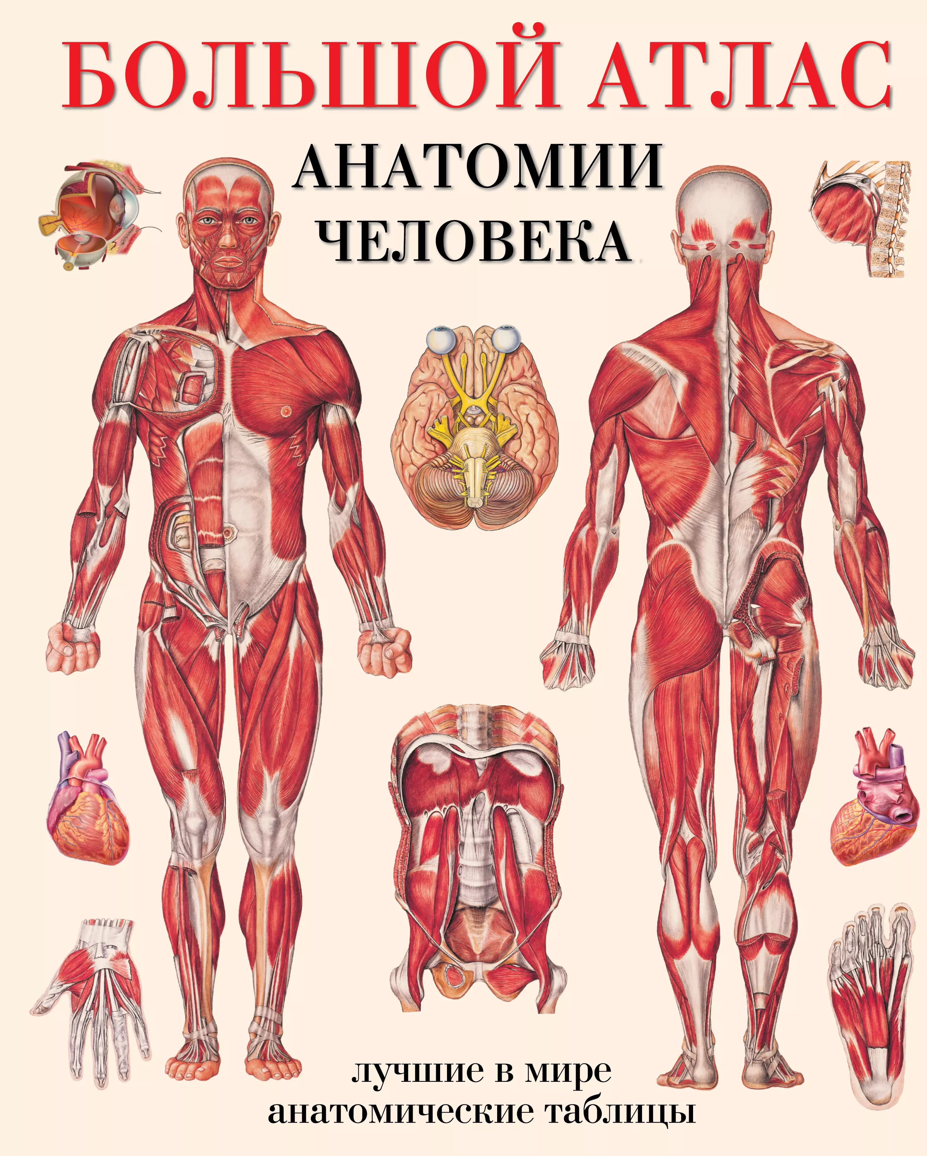 Махиянова Евгения Борисовна - Большой атлас  анатомии человека