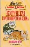 

Экзотерическая короткошерстная кошка