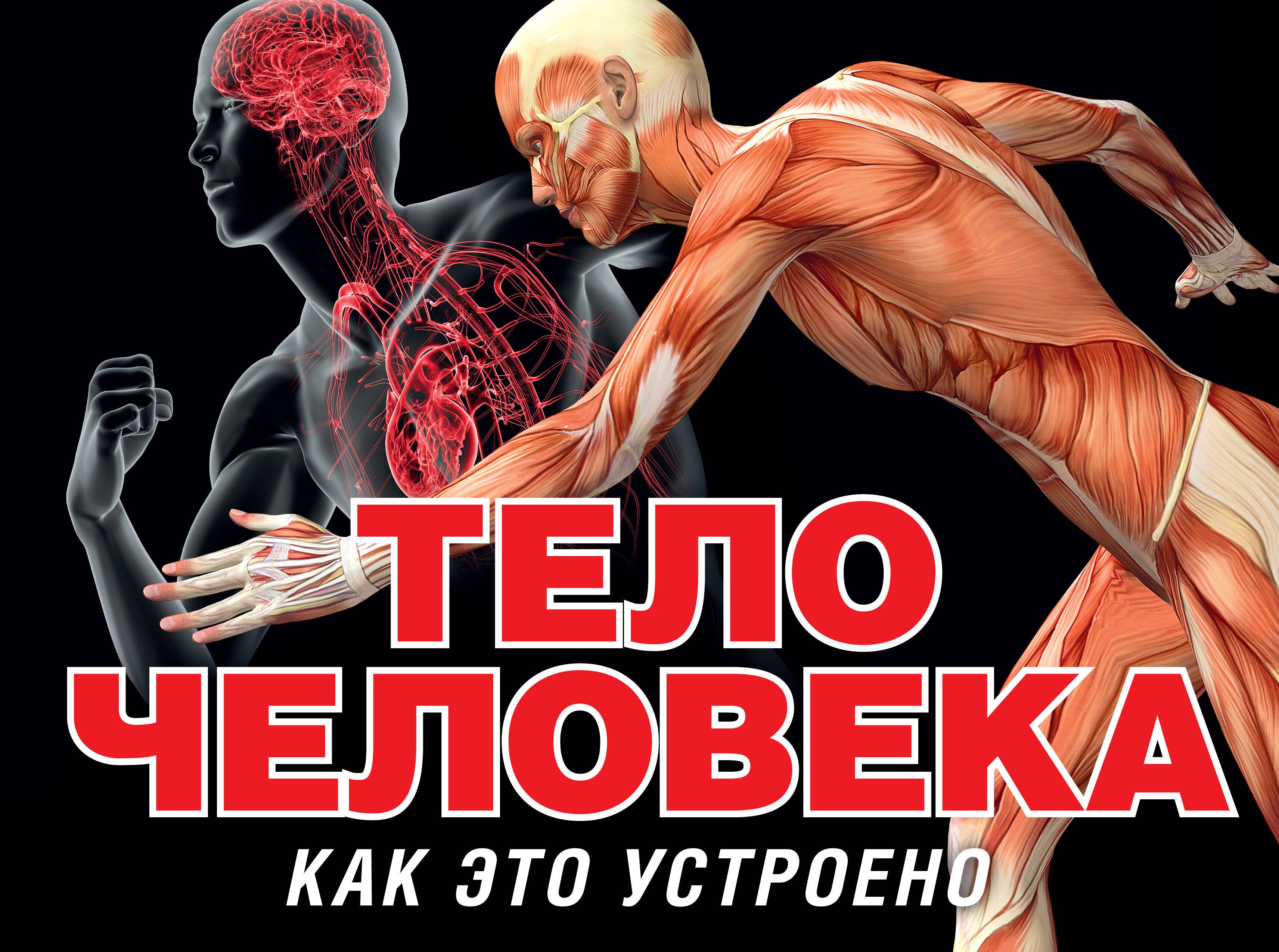 

Тело человека