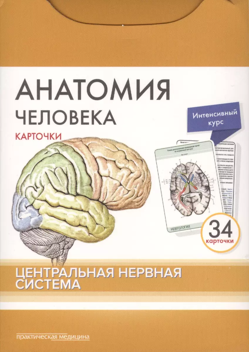 Николенко Владимир Николаевич, Тимофеева М.О., Сапин Михаил Романович - Анатомия человека. Центральная нервная система (34 карточки)