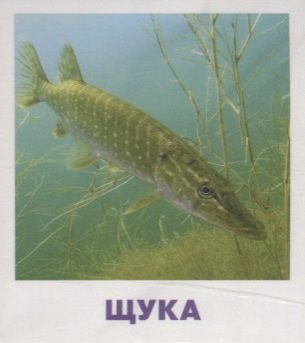

Умный малыш. Пресноводные рыбы. Набор карточек для детей