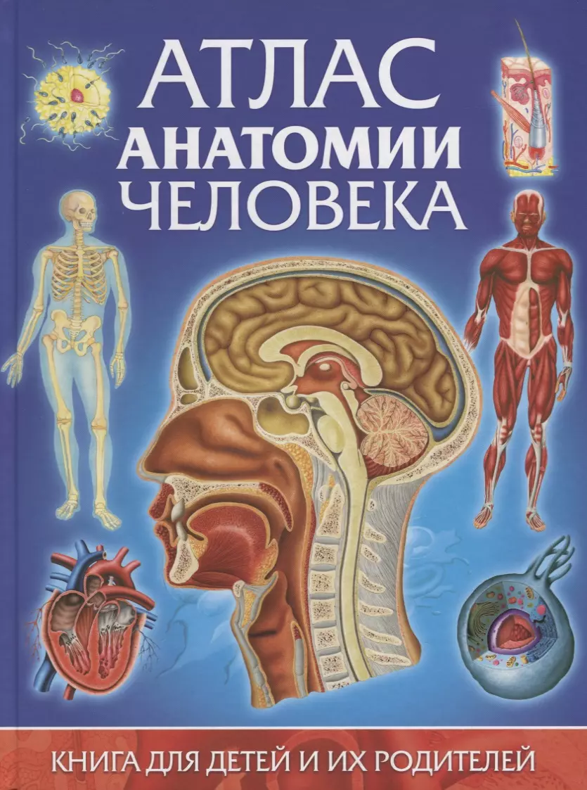 Гуиди Винченцо - Атлас анатомии человека.Книга для детей и их родителей