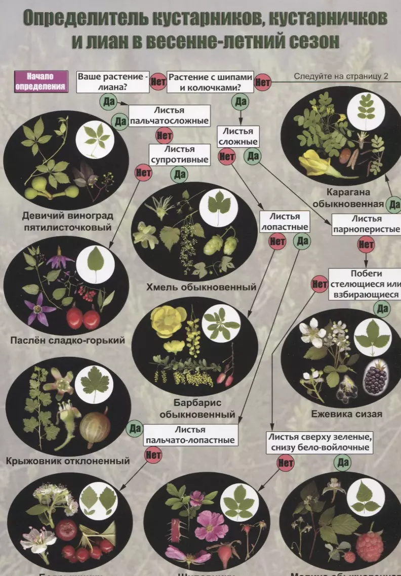 Определитель кустарников по фото