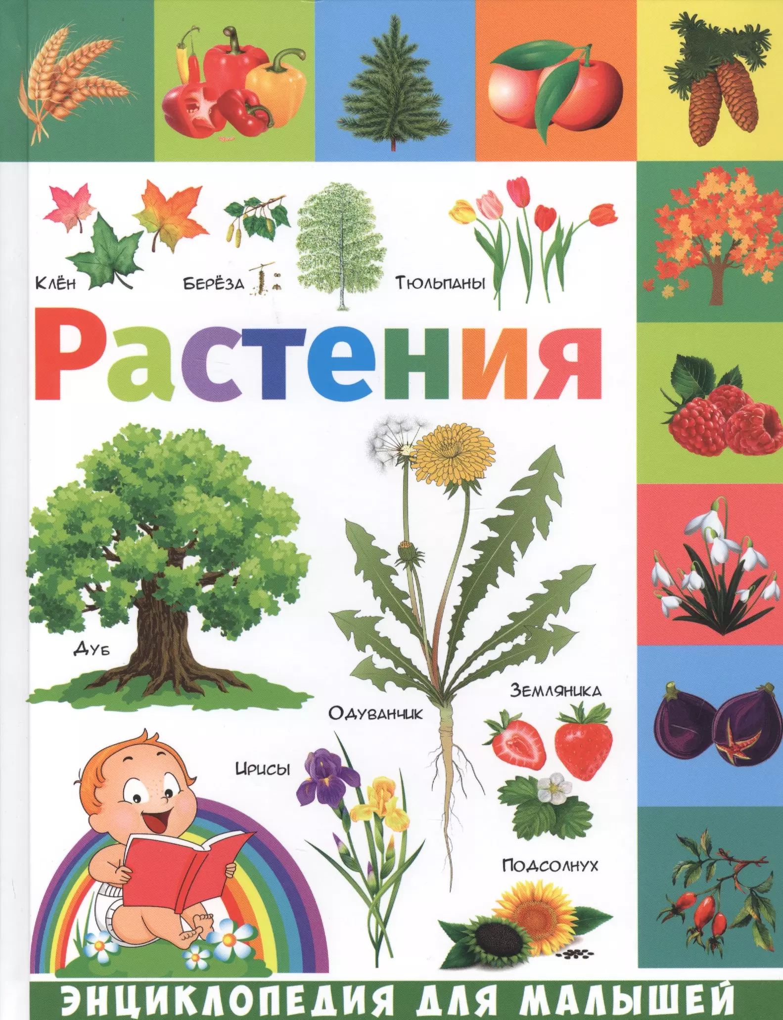 Энциклопедия растений. Растения энциклопедия для малышей. Энциклопедия растений для детей. Растения. Энциклопедия. Энциклопедия цветы для детей.