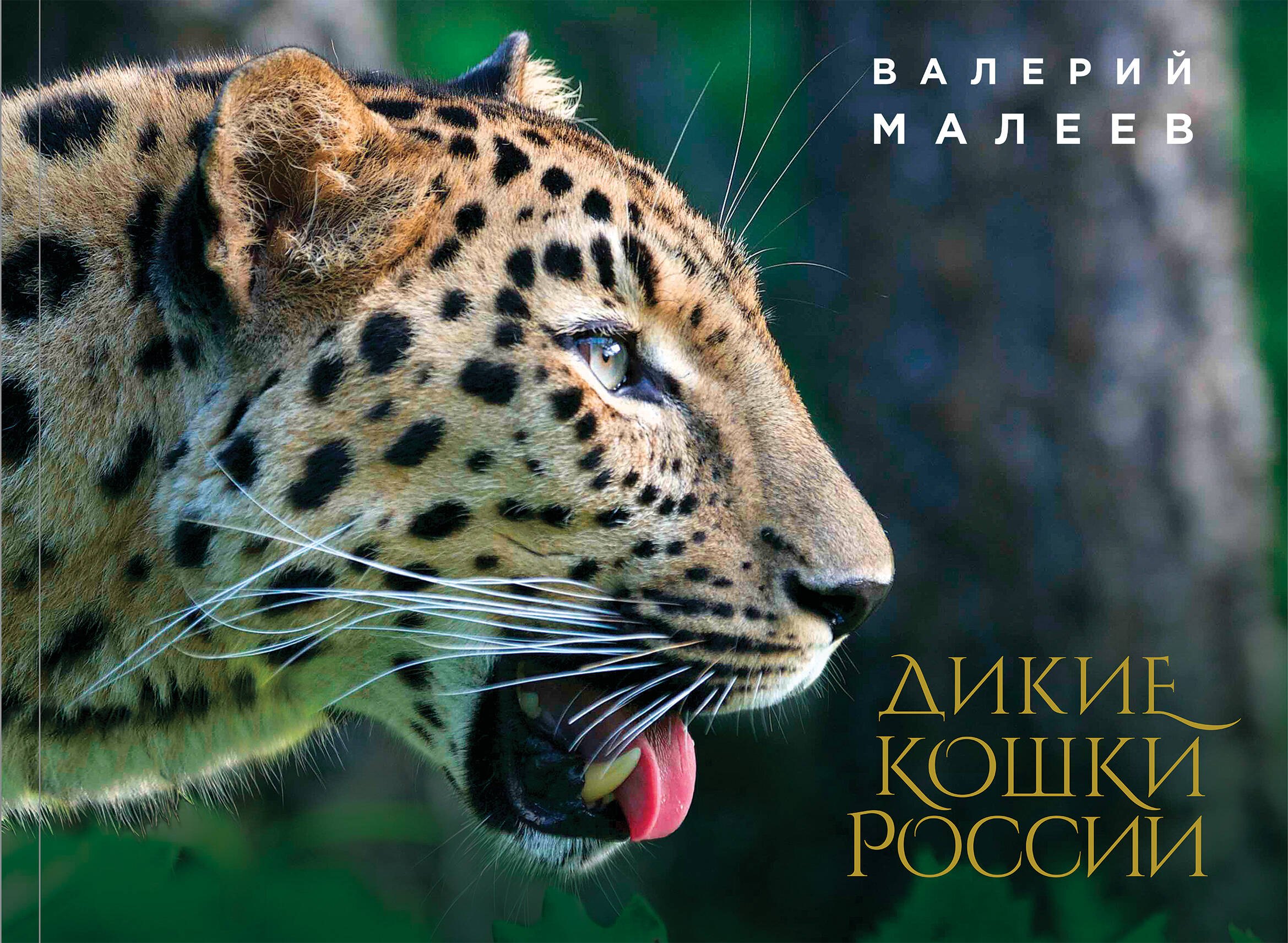 

Дикие кошки России