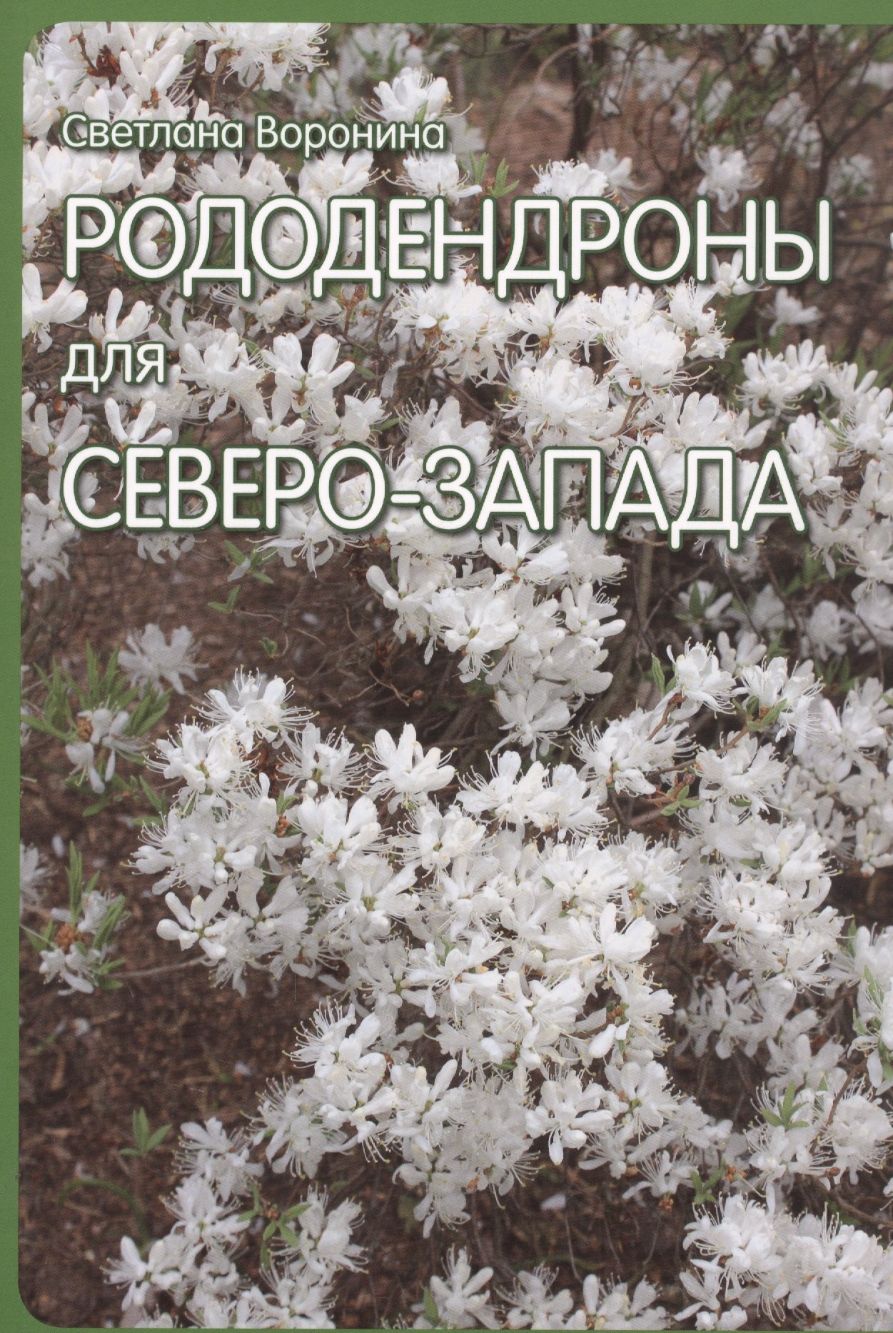 

Рододендроны для Северо-Запада