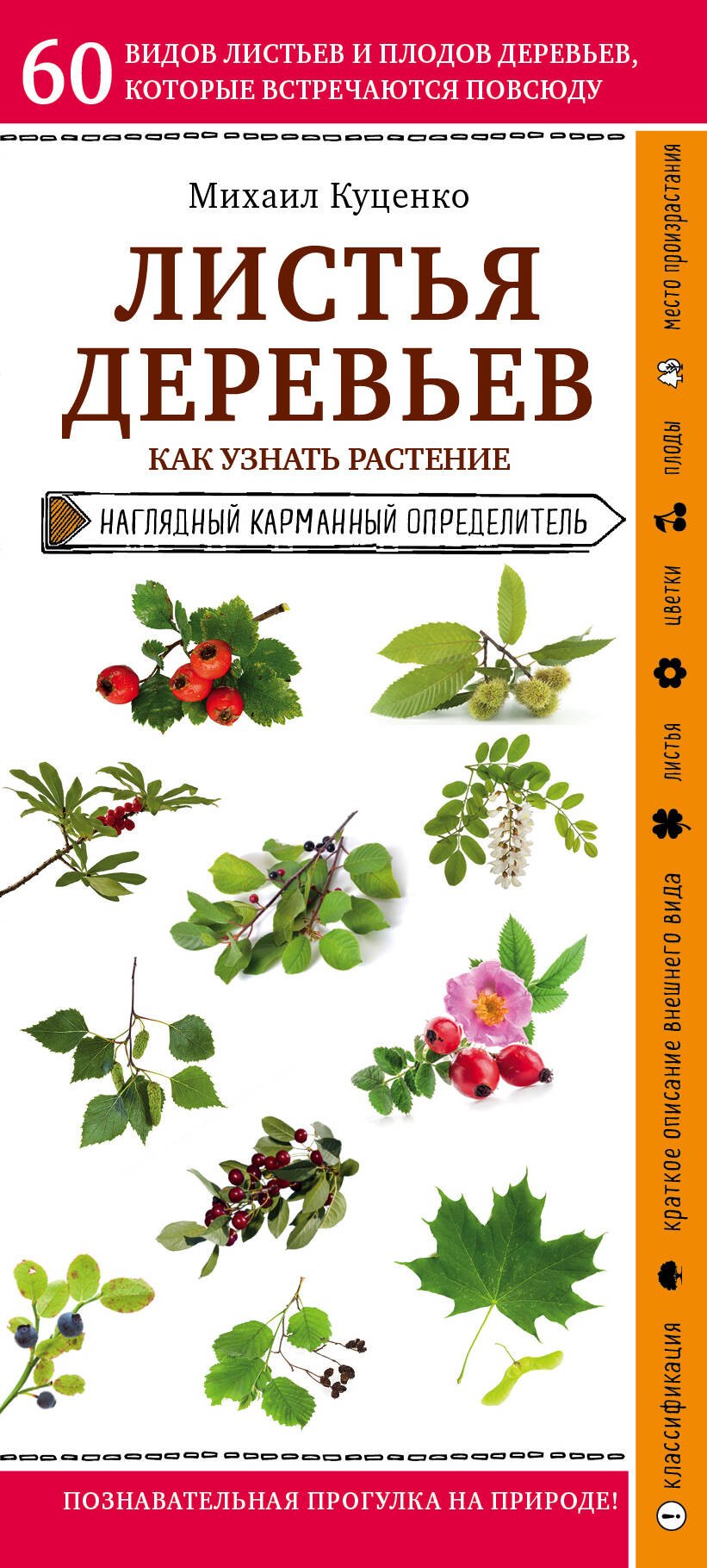 

Листья деревьев. Как узнать растение. Наглядный карманный определитель