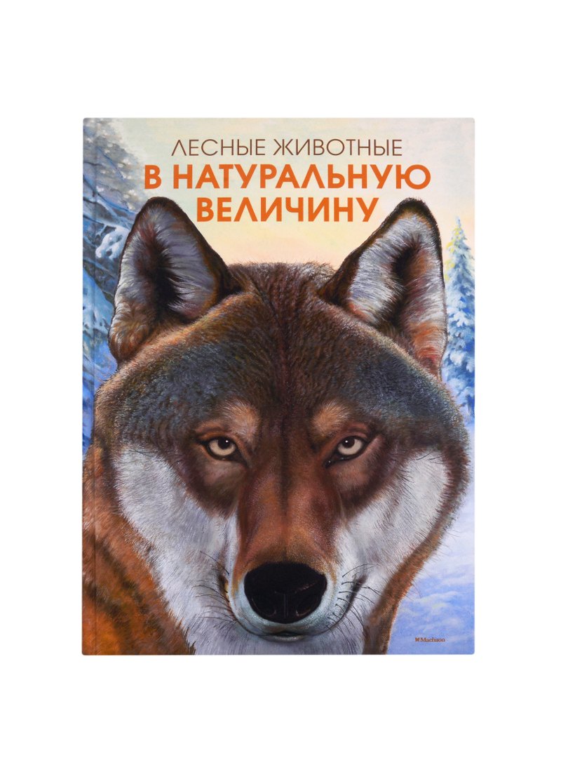 

Лесные животные в натуральную величину