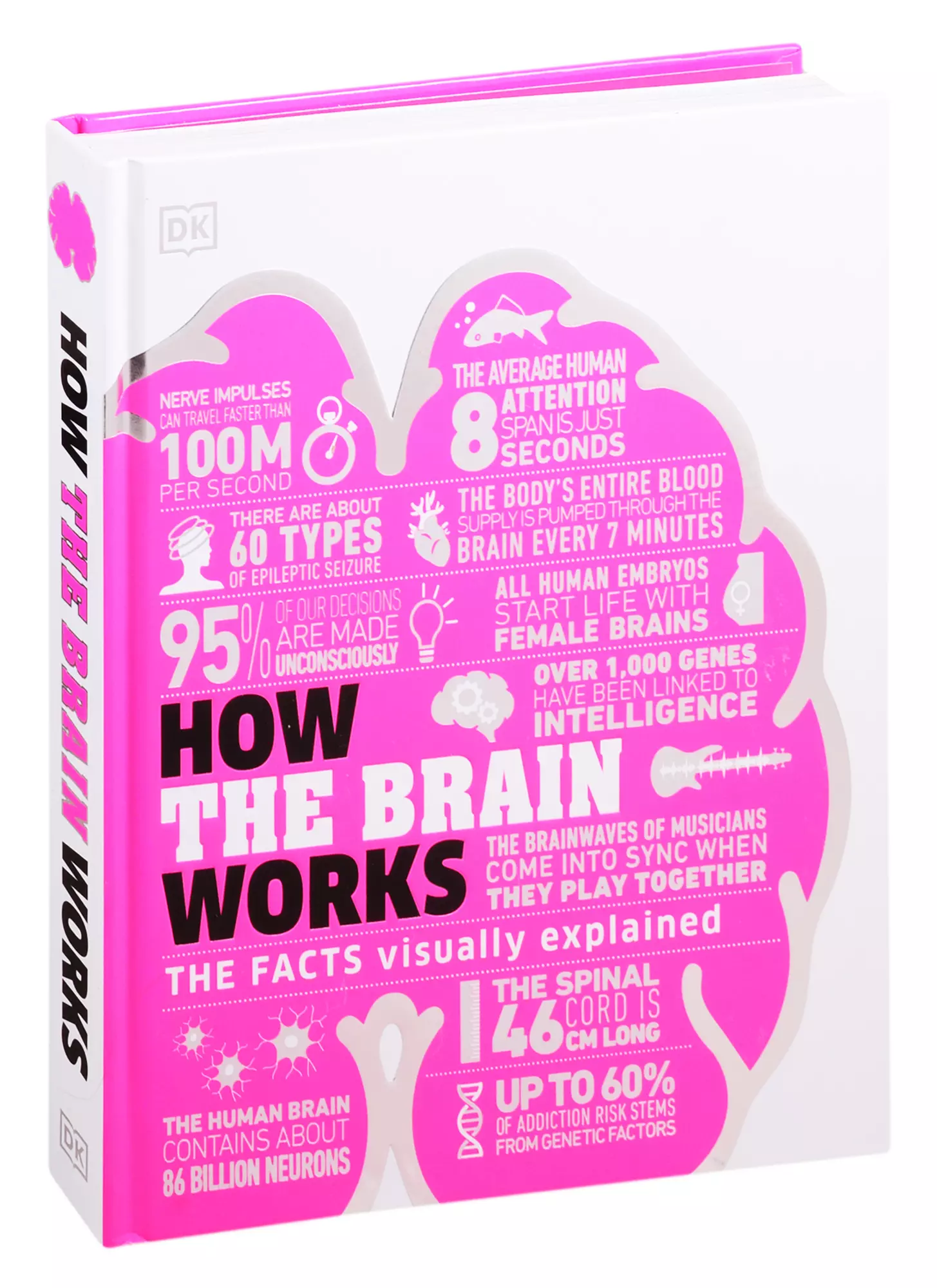 How brain works. How the Brain works.