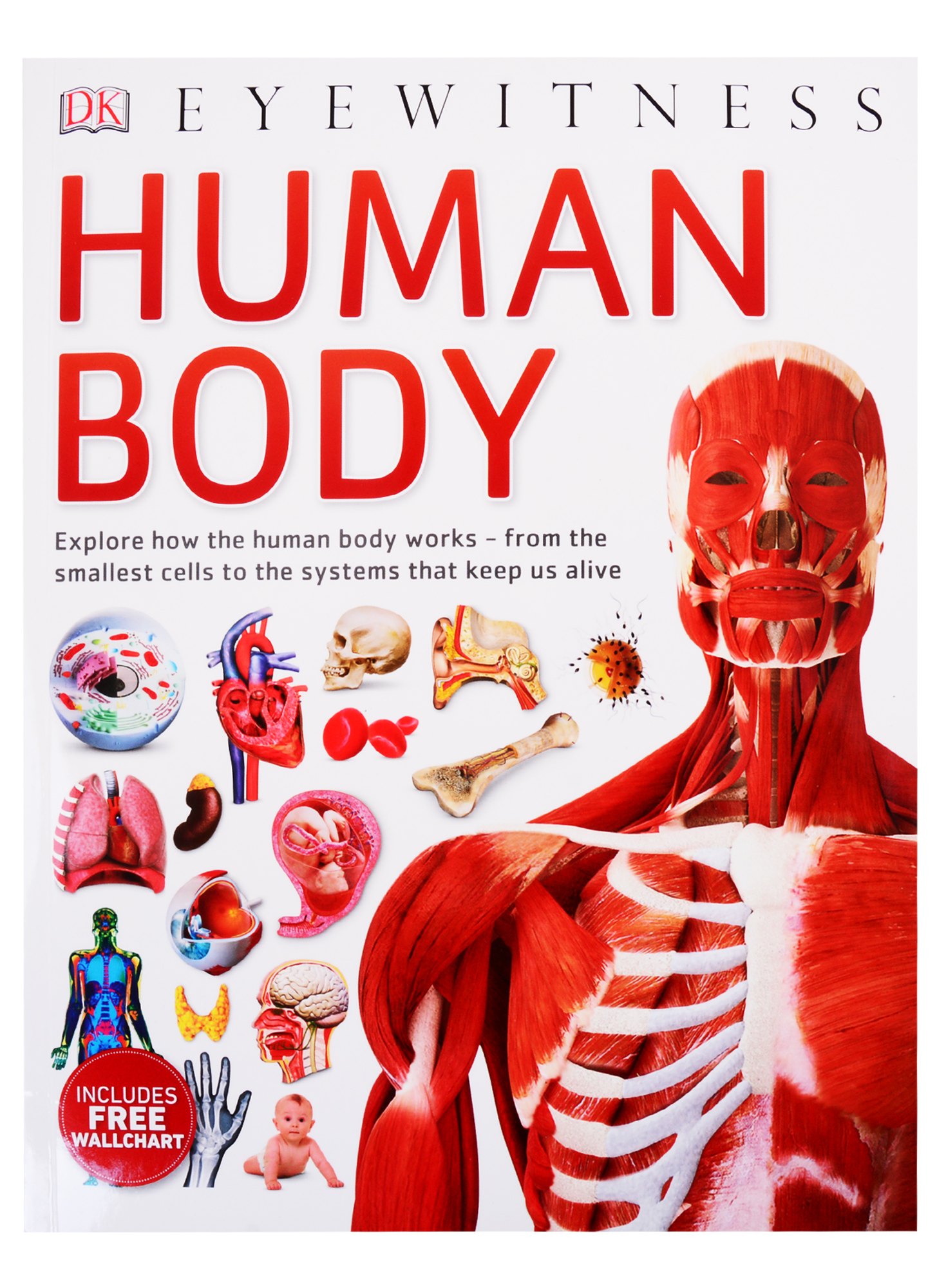 

Human Body