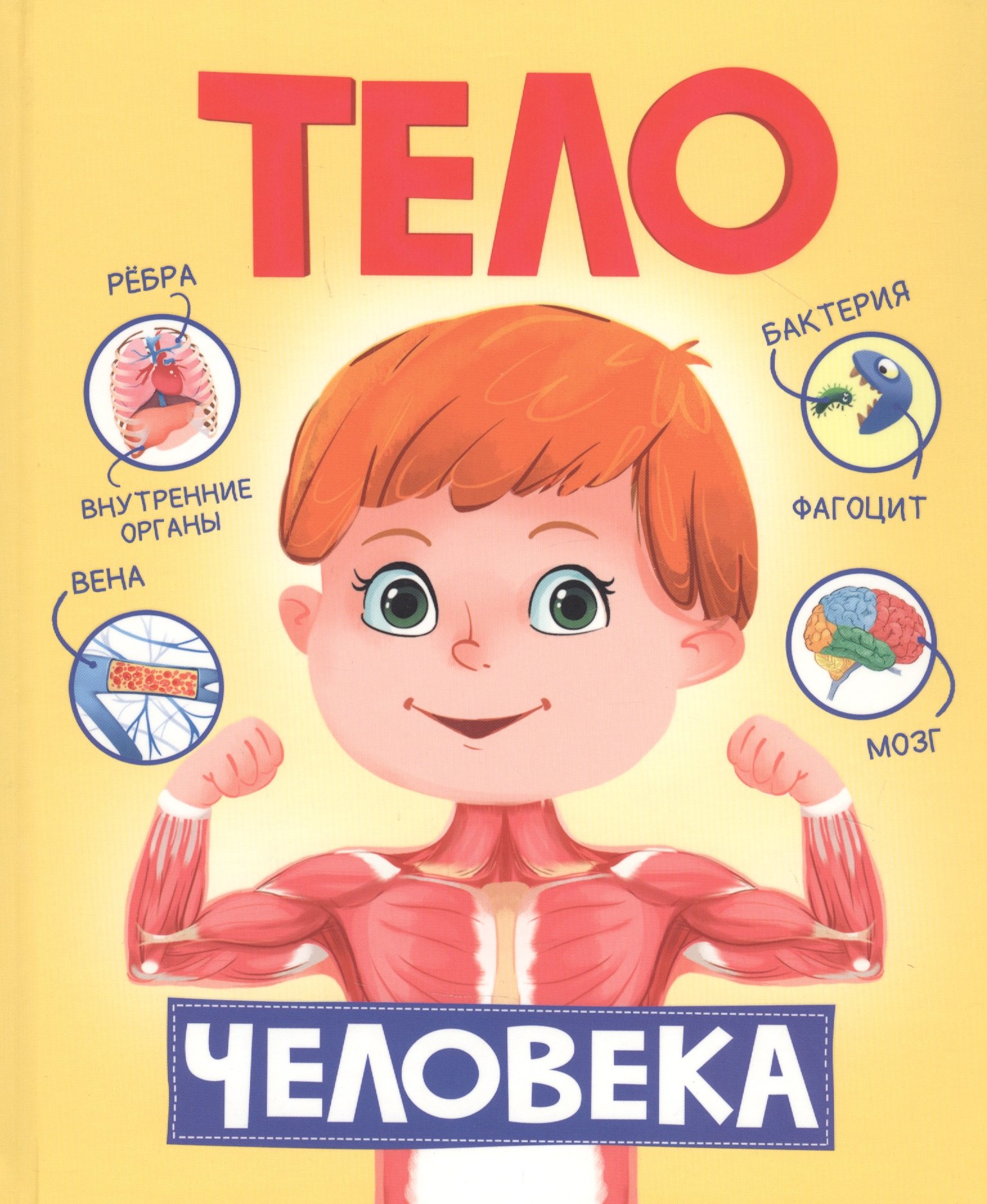 

Тело человека