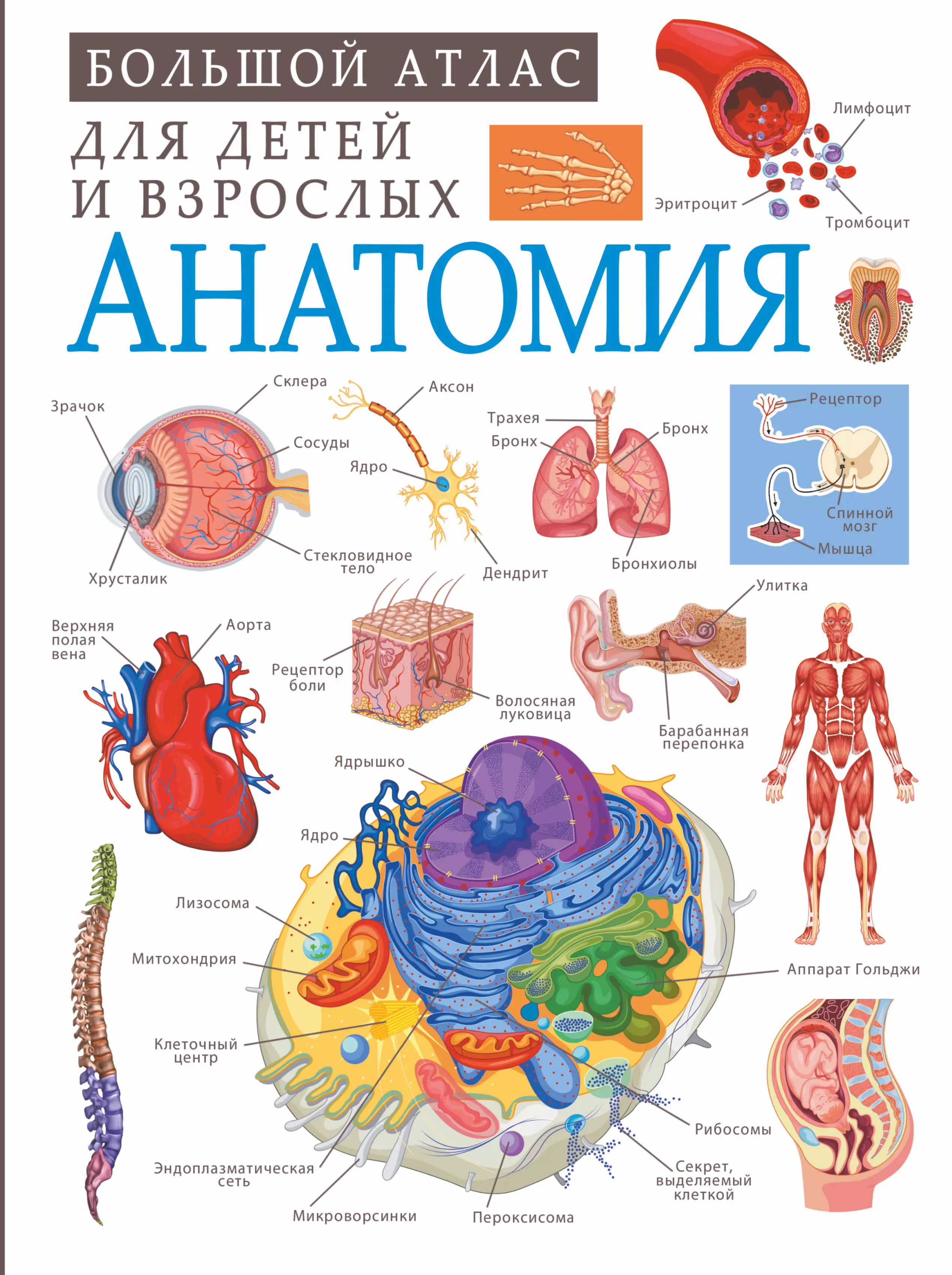 Анатомия интернет магазина. Атлас анатомии человека 360 иллюстрированный атлас. Издательство АСТ большой атлас анатомии человека. Издательство АСТ / популярный атлас анатомии человека. Анатомия для детей.