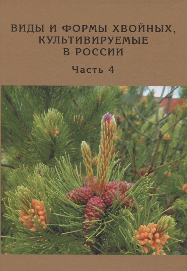 

Виды и формы хвойных, культивируемые в России. Часть 4. Сосна