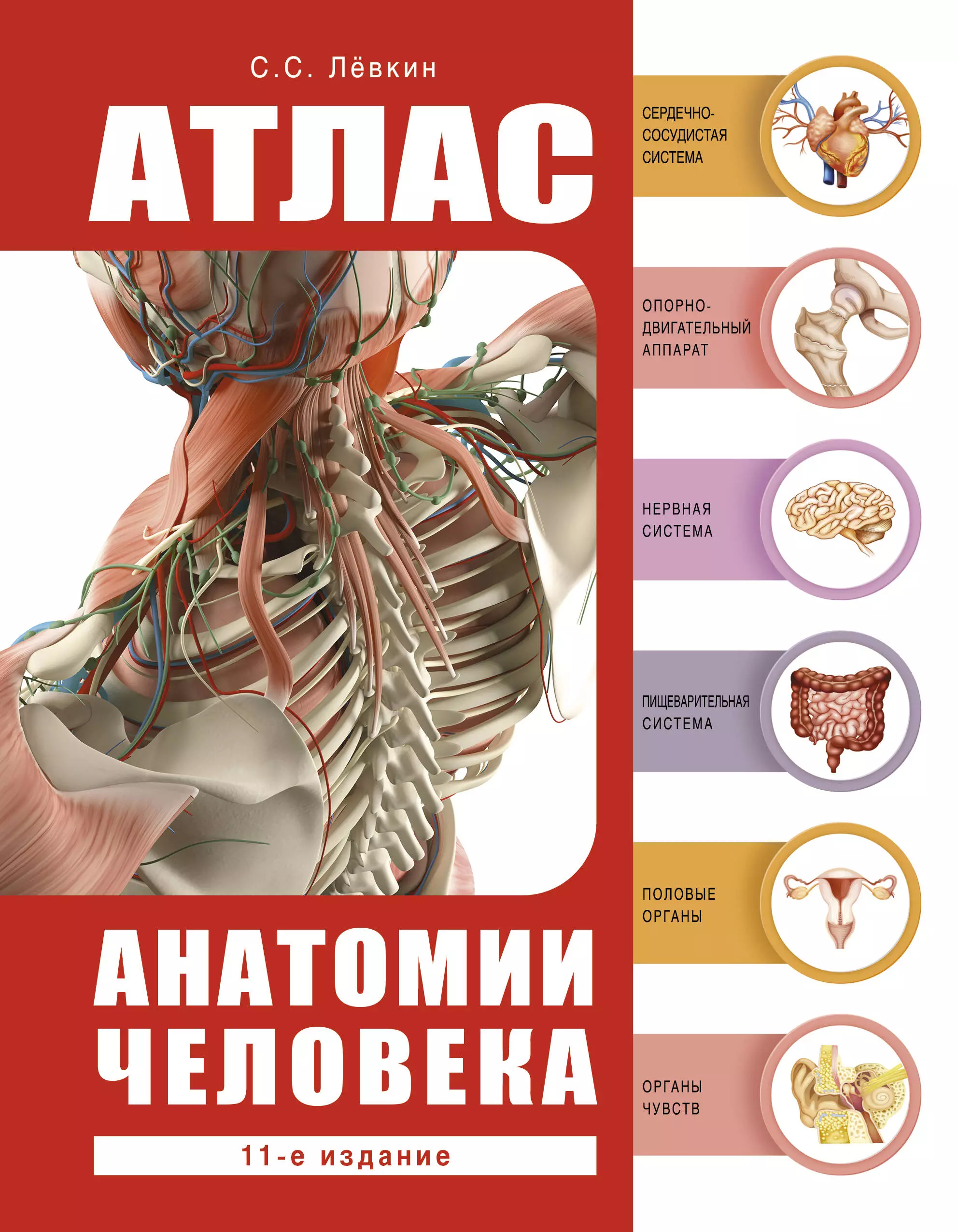 Анатомический атлас картинки