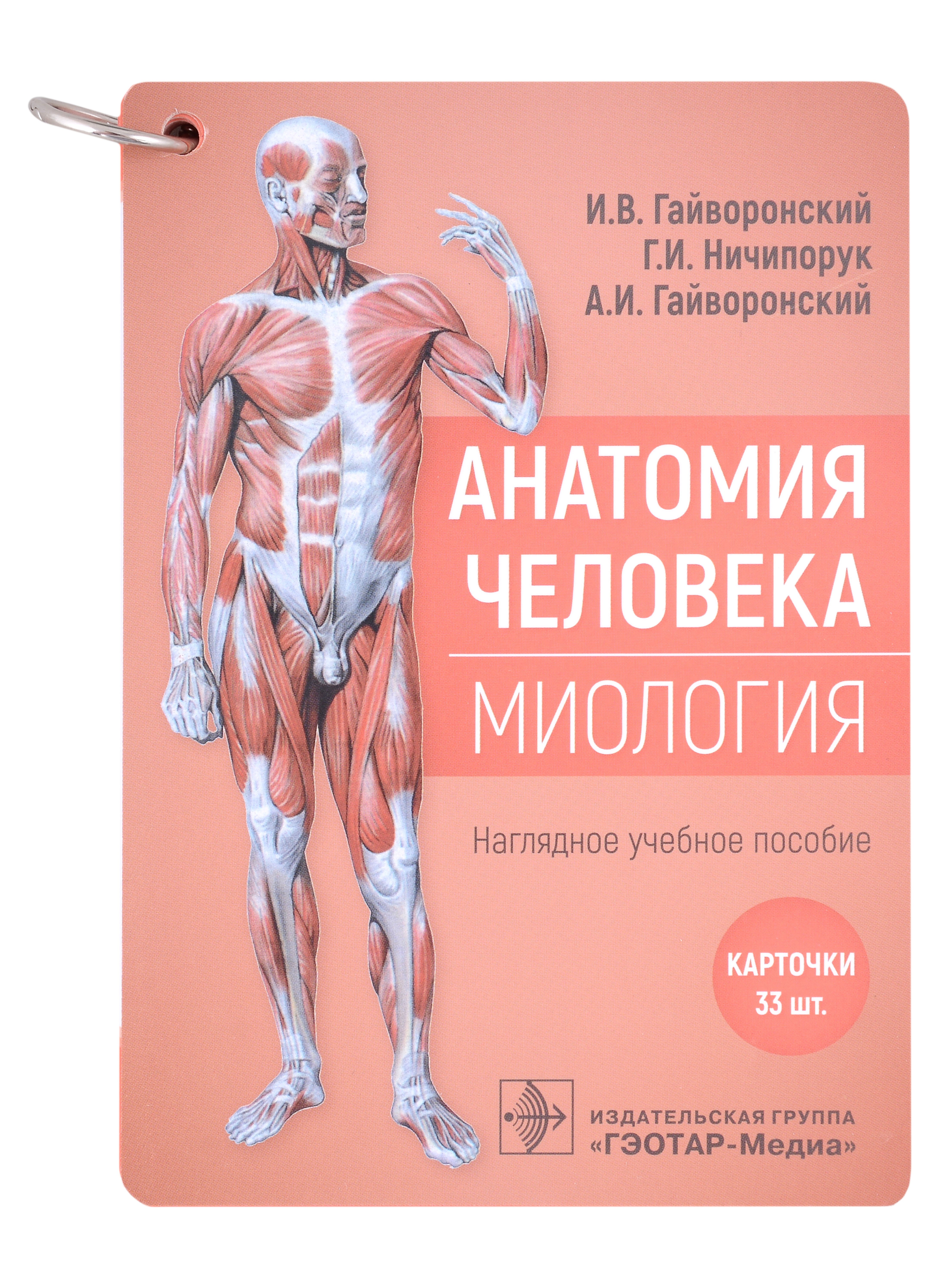 

Анатомия человека. Миология. Карточки: наглядное учебное пособие (33 двусторонних карточки)