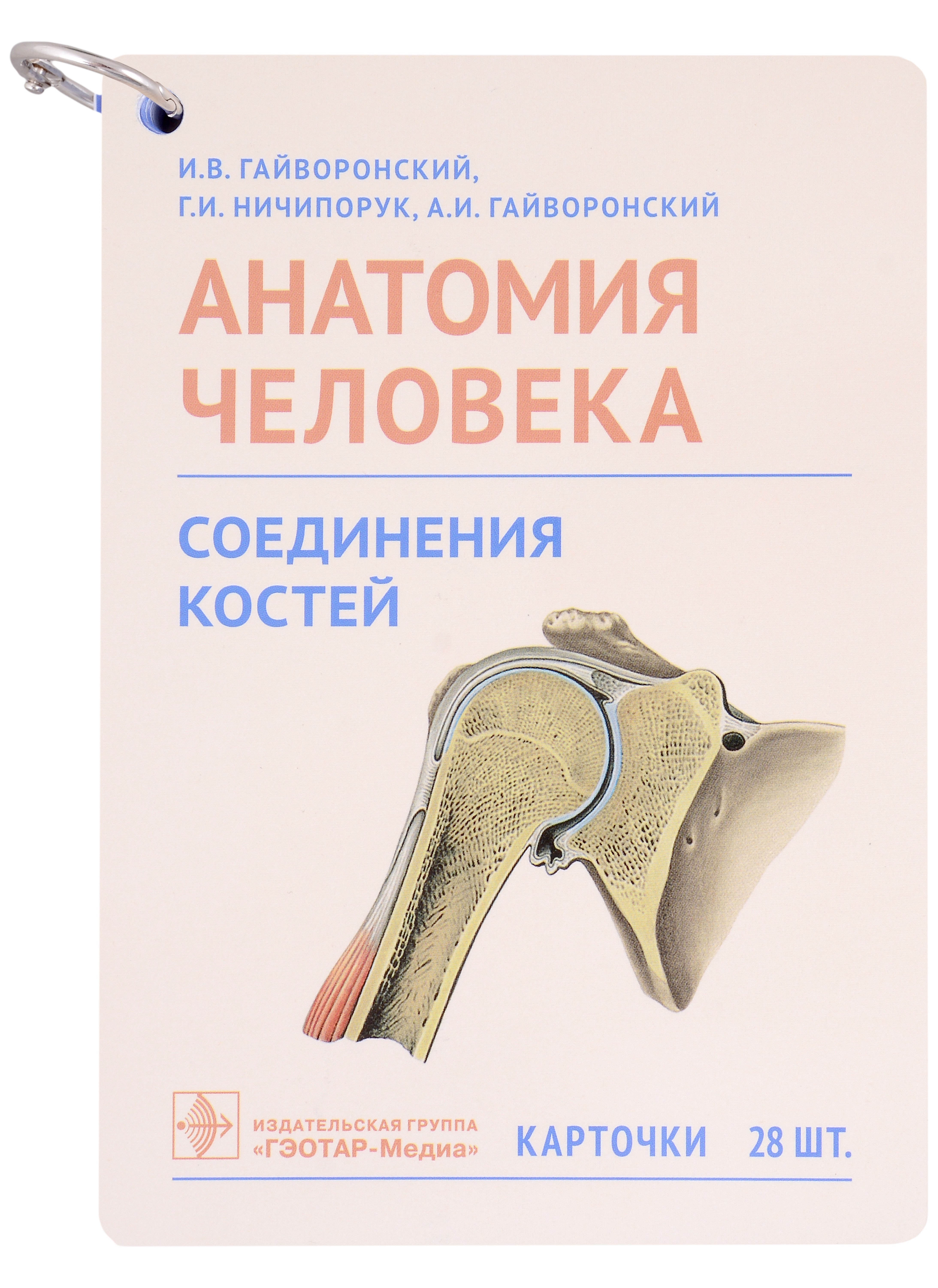 

Анатомия человека. Соединения костей. Карточки: наглядное учебное пособие (28 двусторонних карточек)