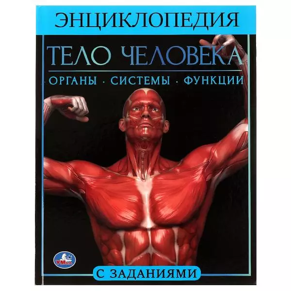 Тело человека