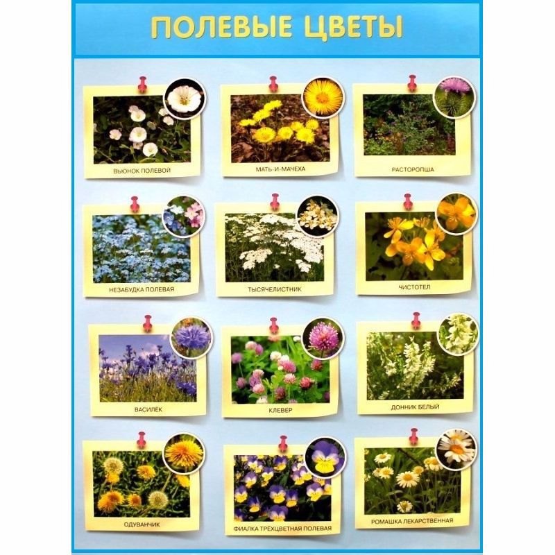 

Развивающие плакаты. Полевые цветы